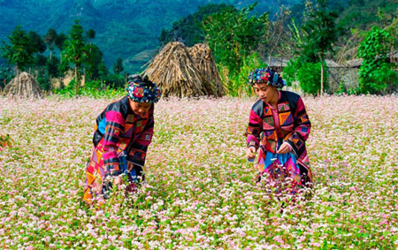 Lễ hội Hoa tam giác mạch tại huyện Đồng Văn dự kiến sẽ được tổ chức vào cuối năm 2015.
